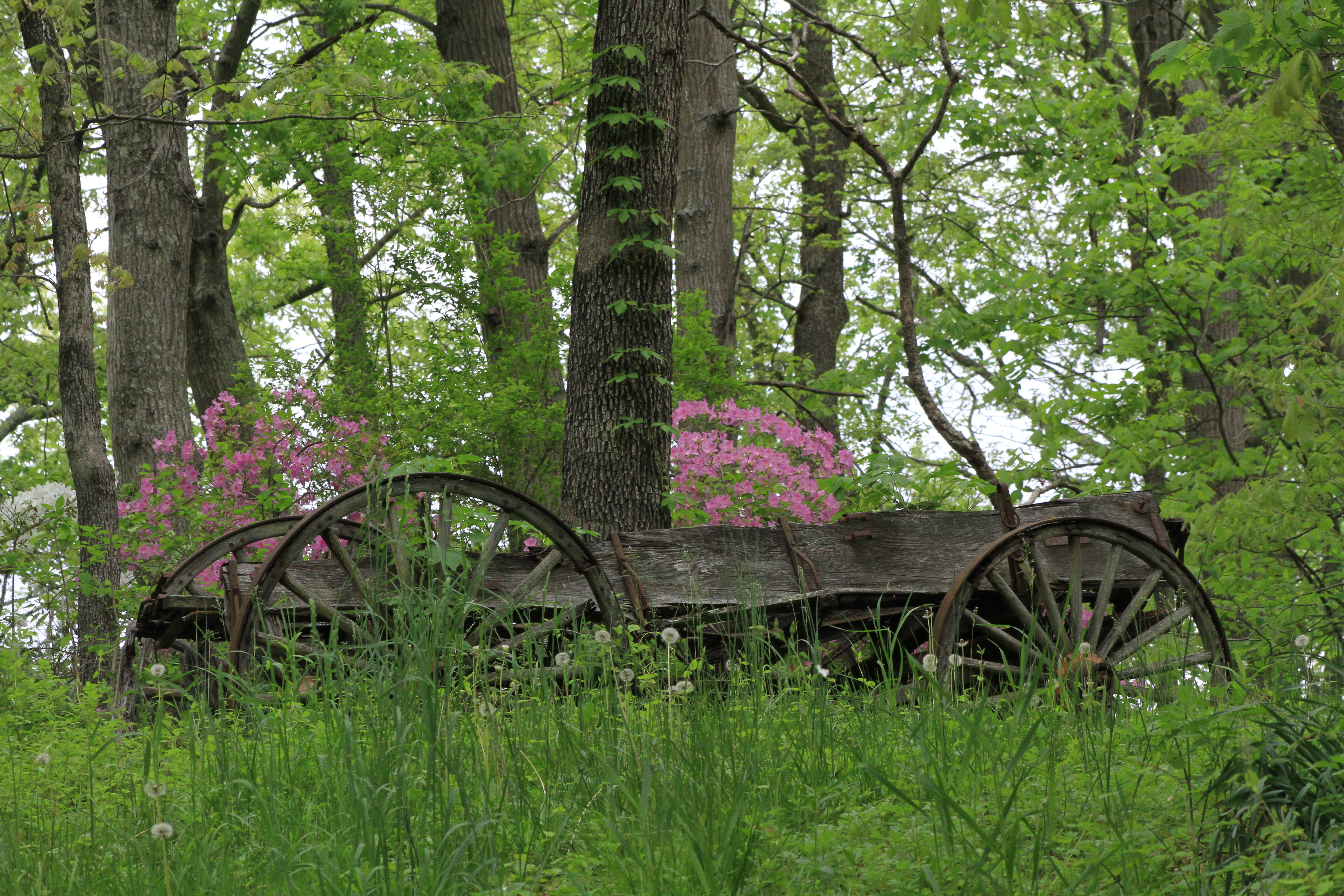 Abandoned horse wagon
