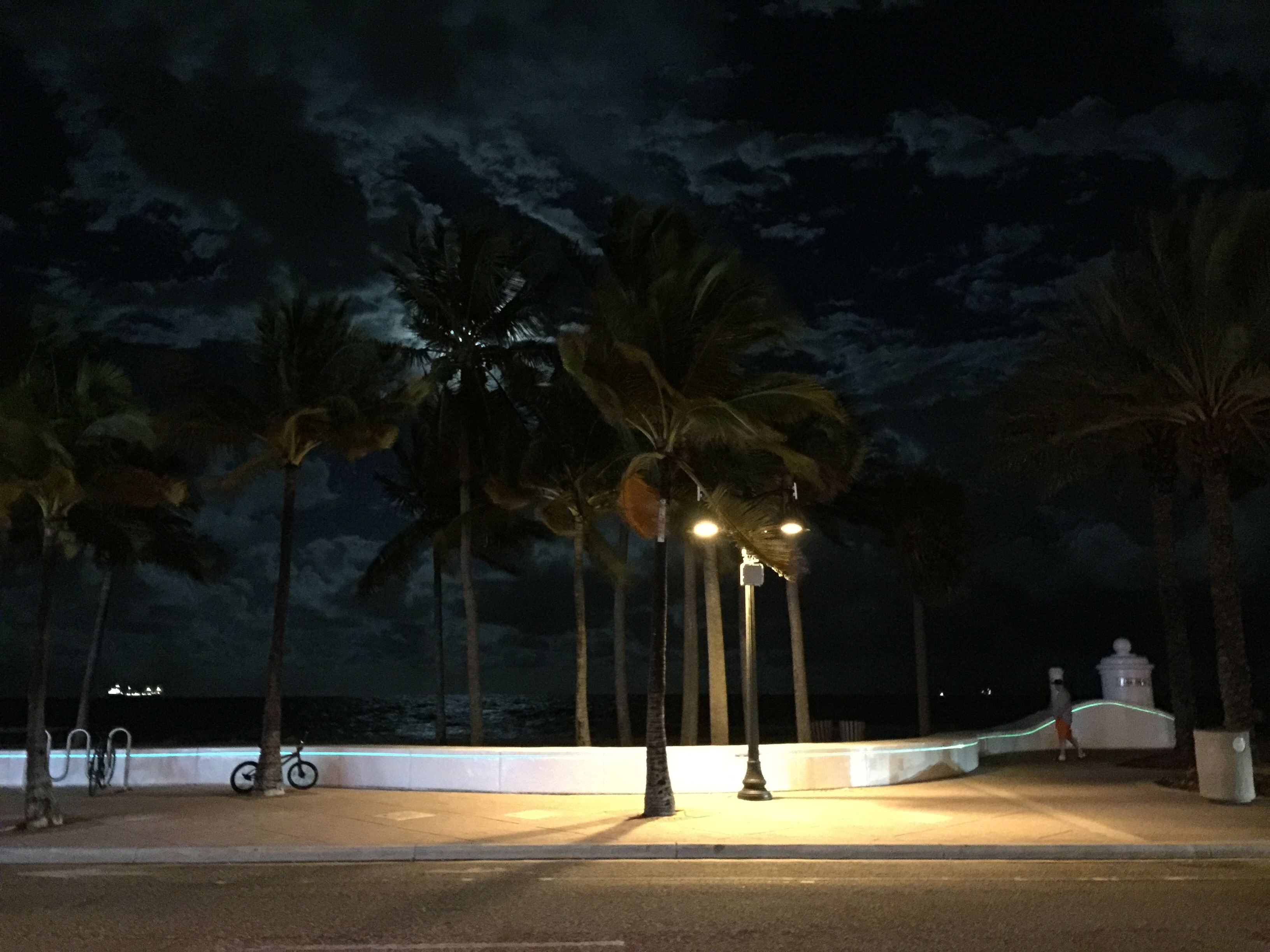 Moon Rise into Palm Trees