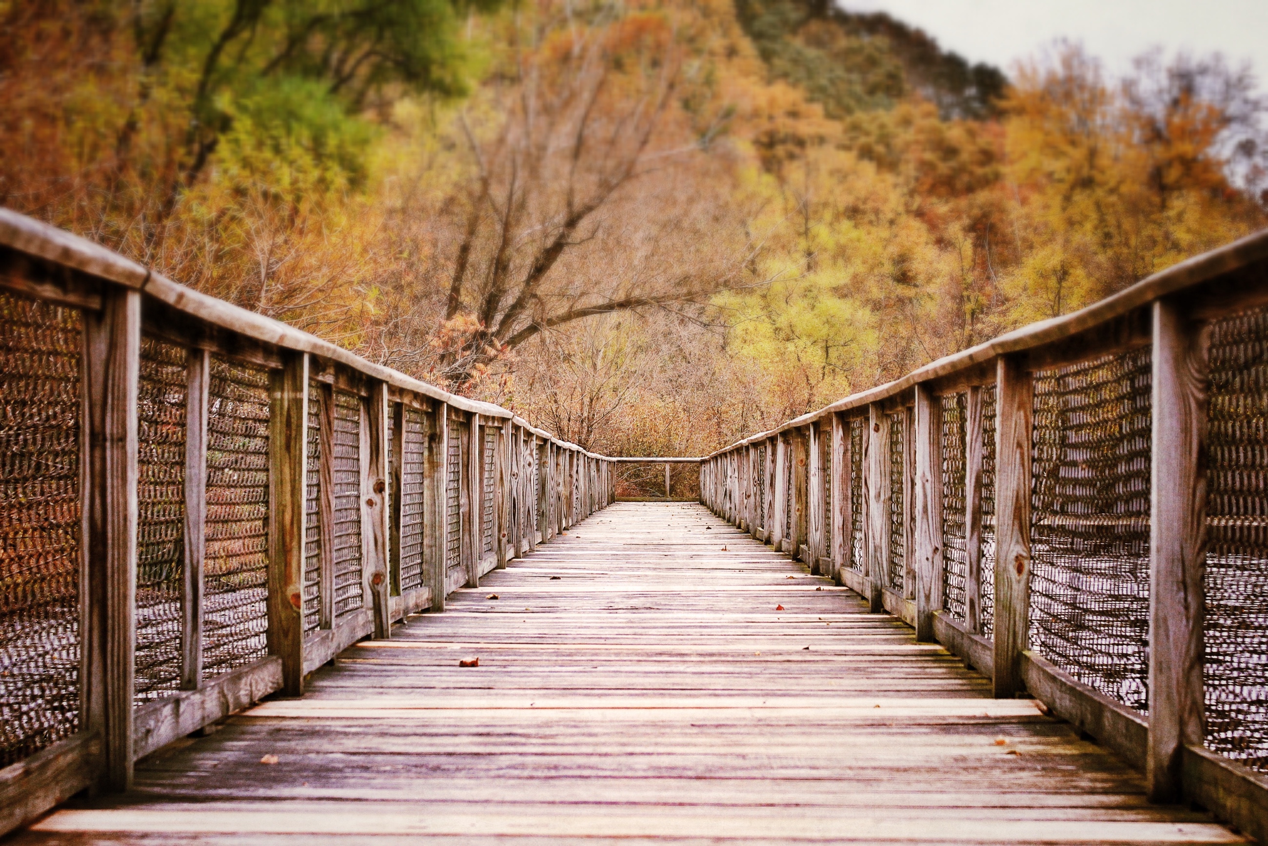A wooden boardwalk leads into a hillside covered in soft gold, rust, and green autumn foliage.